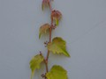 Parthenocissus tricuspidata Veitchii IMG_3047 Winobluszcz trójklapowy